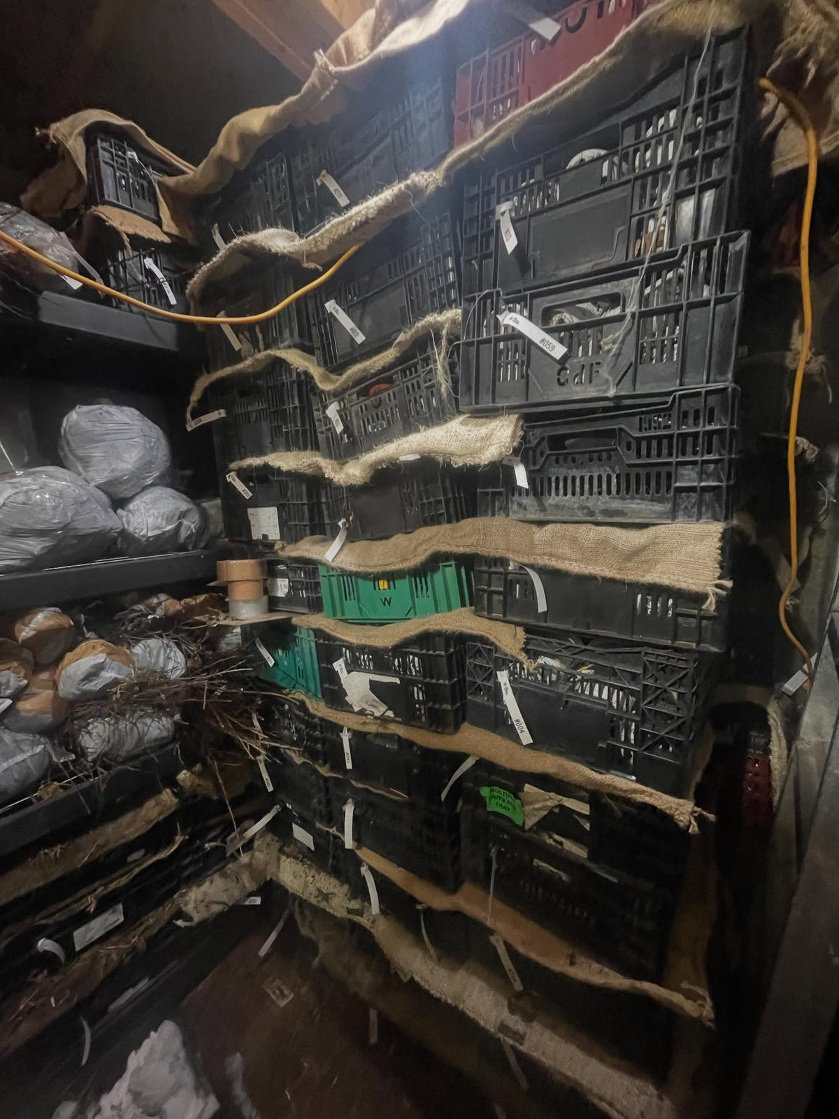 snowy walk to the root cellar in the greenhouse to check on things, monitor temperature and reset the mouse traps, image 3 of 6