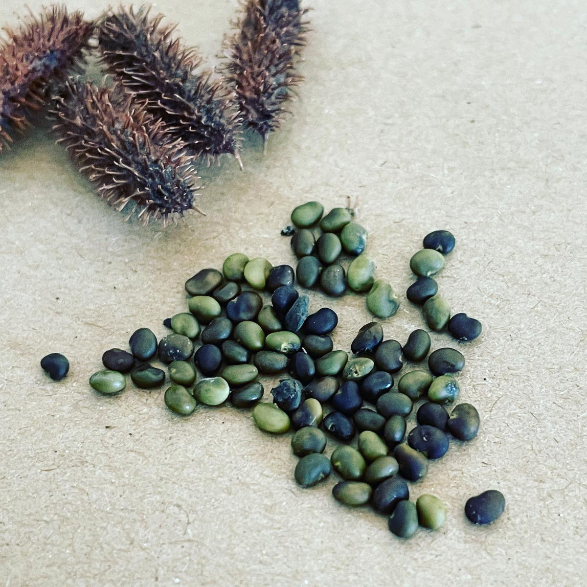 so wild Licorice is around in the forest here (southern Manitoba zone 3) seems it’s a cool permaculture plant with a, image 1 of 2