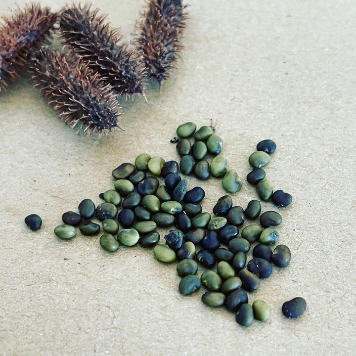 so wild Licorice is around in the forest here (southern Manitoba zone 3) seems it’s a cool permaculture plant with a, image 1 of 2