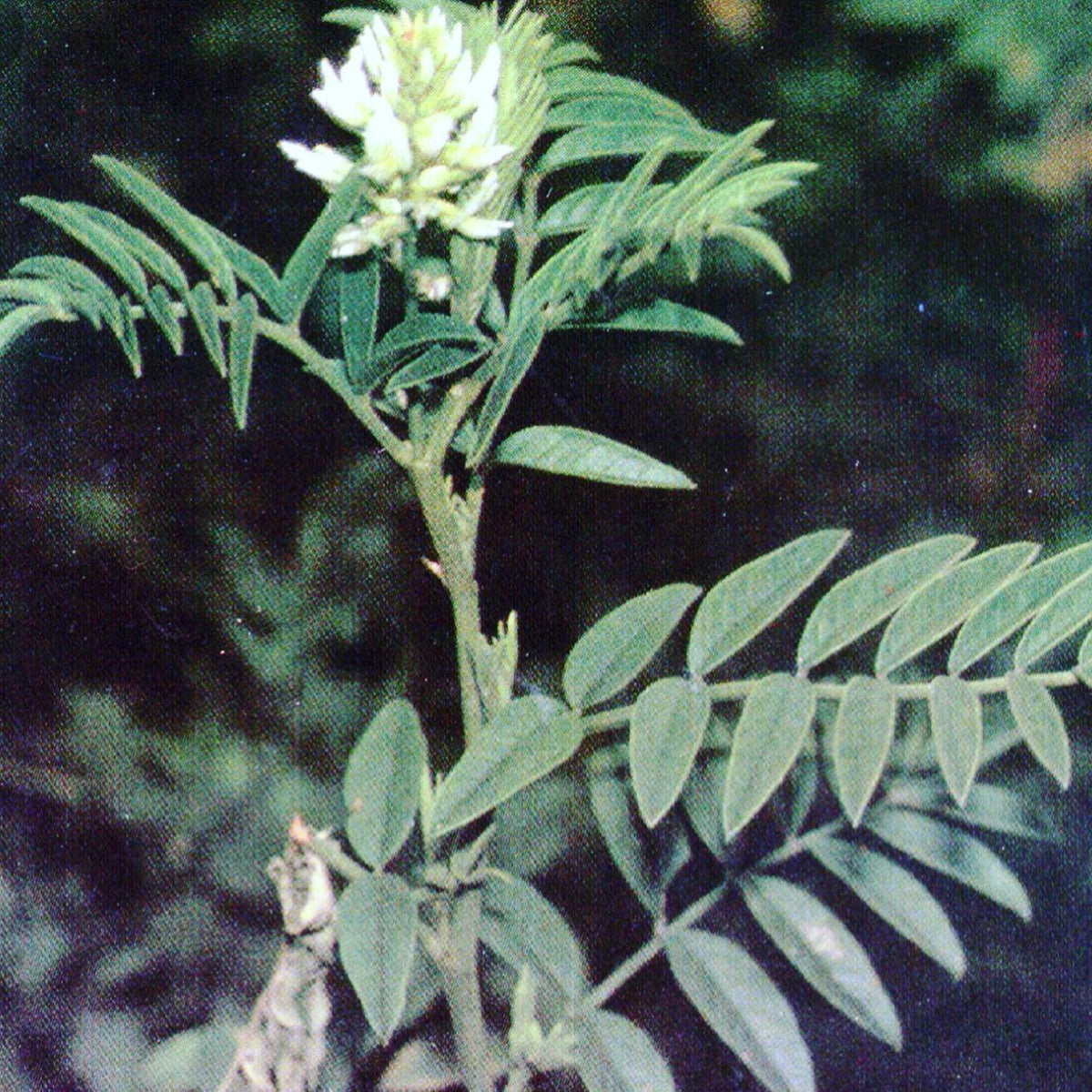 so wild Licorice is around in the forest here (southern Manitoba zone 3) seems it’s a cool permaculture plant with a, image 2 of 2