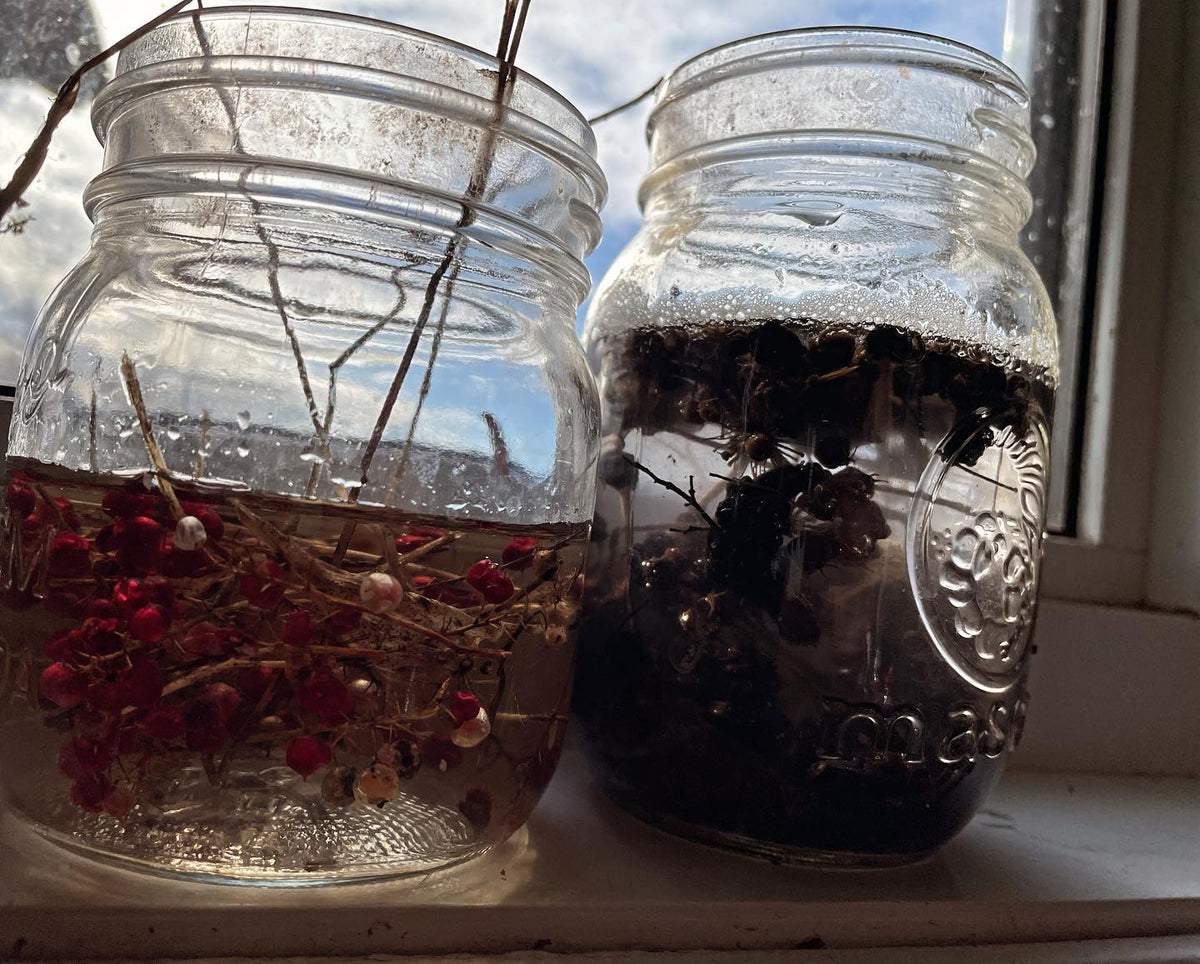 soaking some canada mayflower and wild sarsaparilla seeds overnight to hydrate them before cleaning
