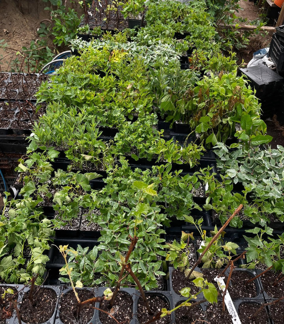 softwood cuttings about 2 weeks into the season, image 1 of 7