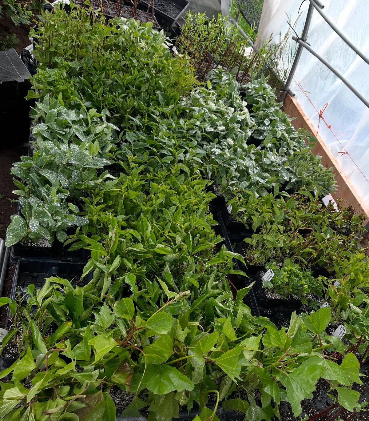 softwood cuttings about 2 weeks into the season, image 2 of 7