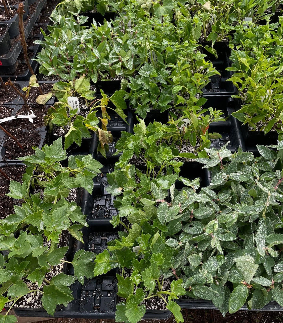 softwood cuttings about 2 weeks into the season, image 3 of 7