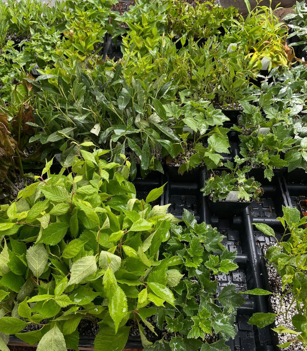 softwood cuttings about 2 weeks into the season, image 4 of 7