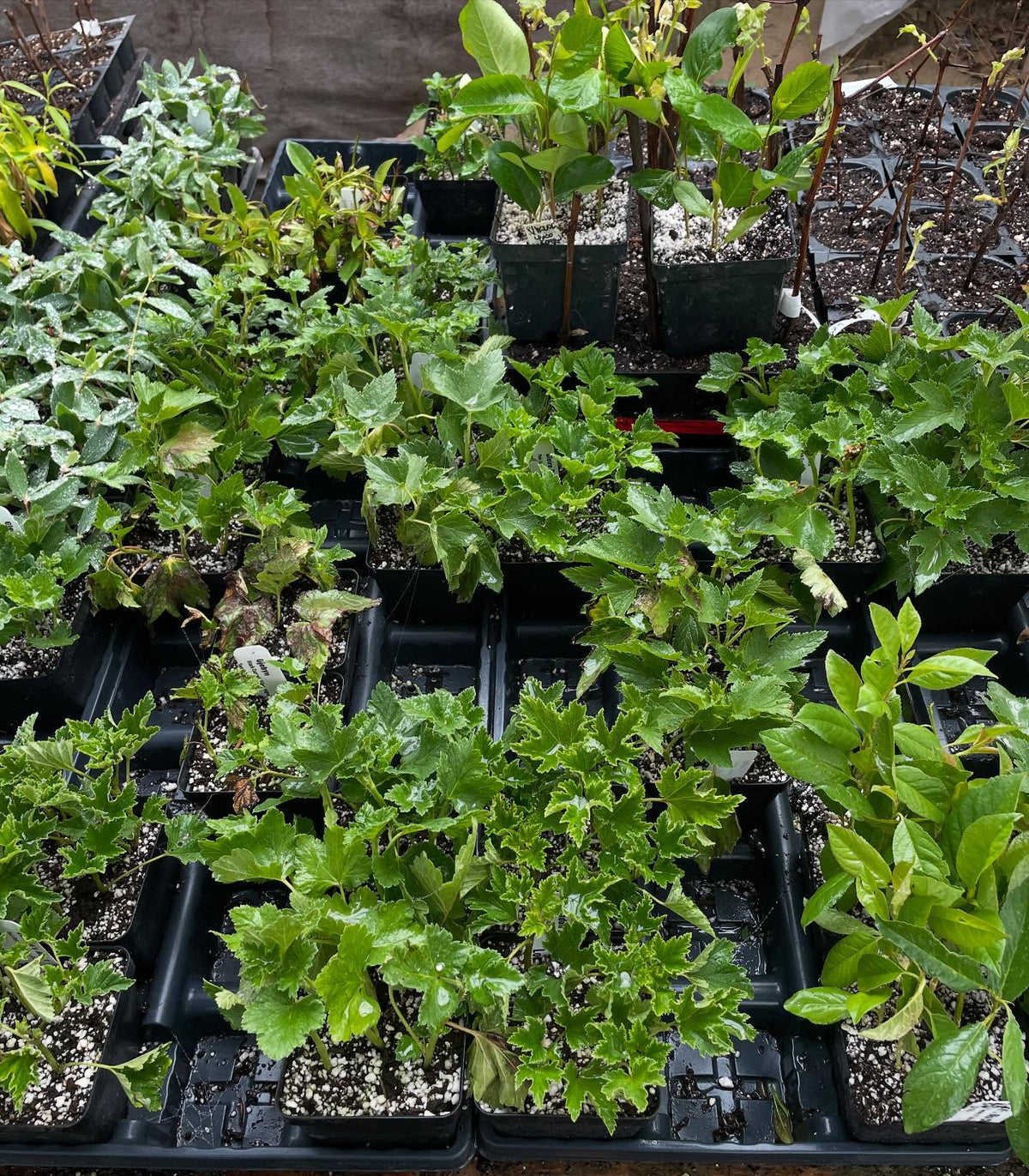 softwood cuttings about 2 weeks into the season, image 5 of 7