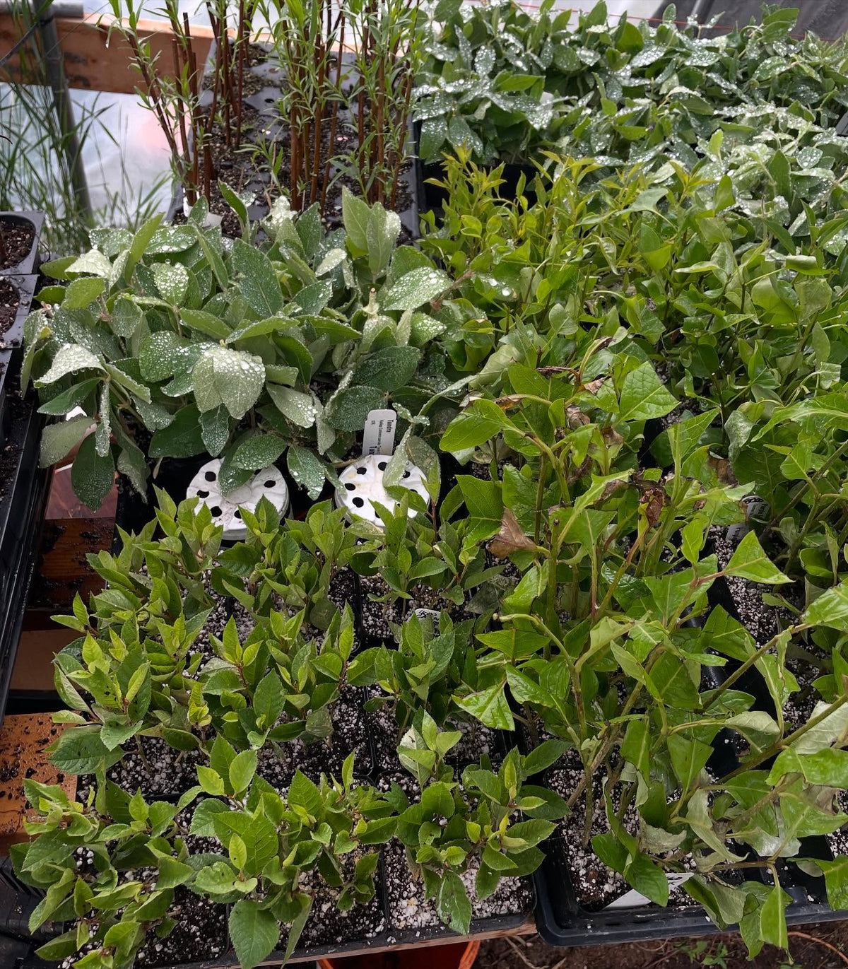 softwood cuttings about 2 weeks into the season, image 6 of 7