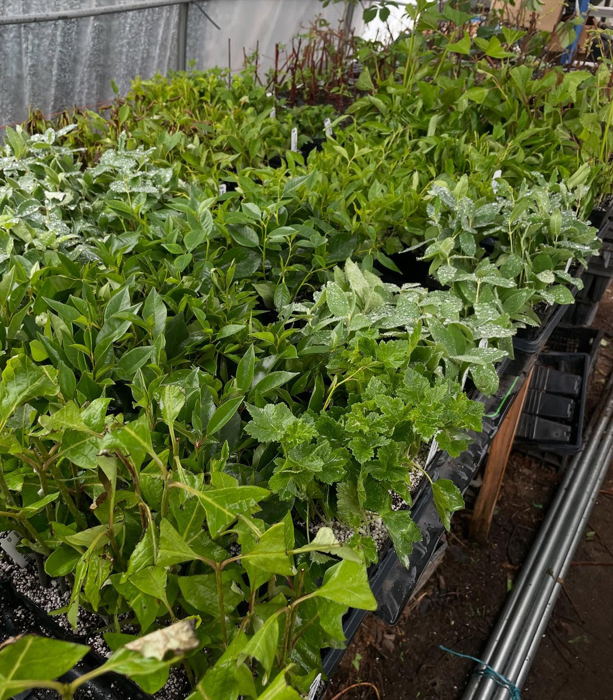 softwood cuttings about 2 weeks into the season, image 7 of 7