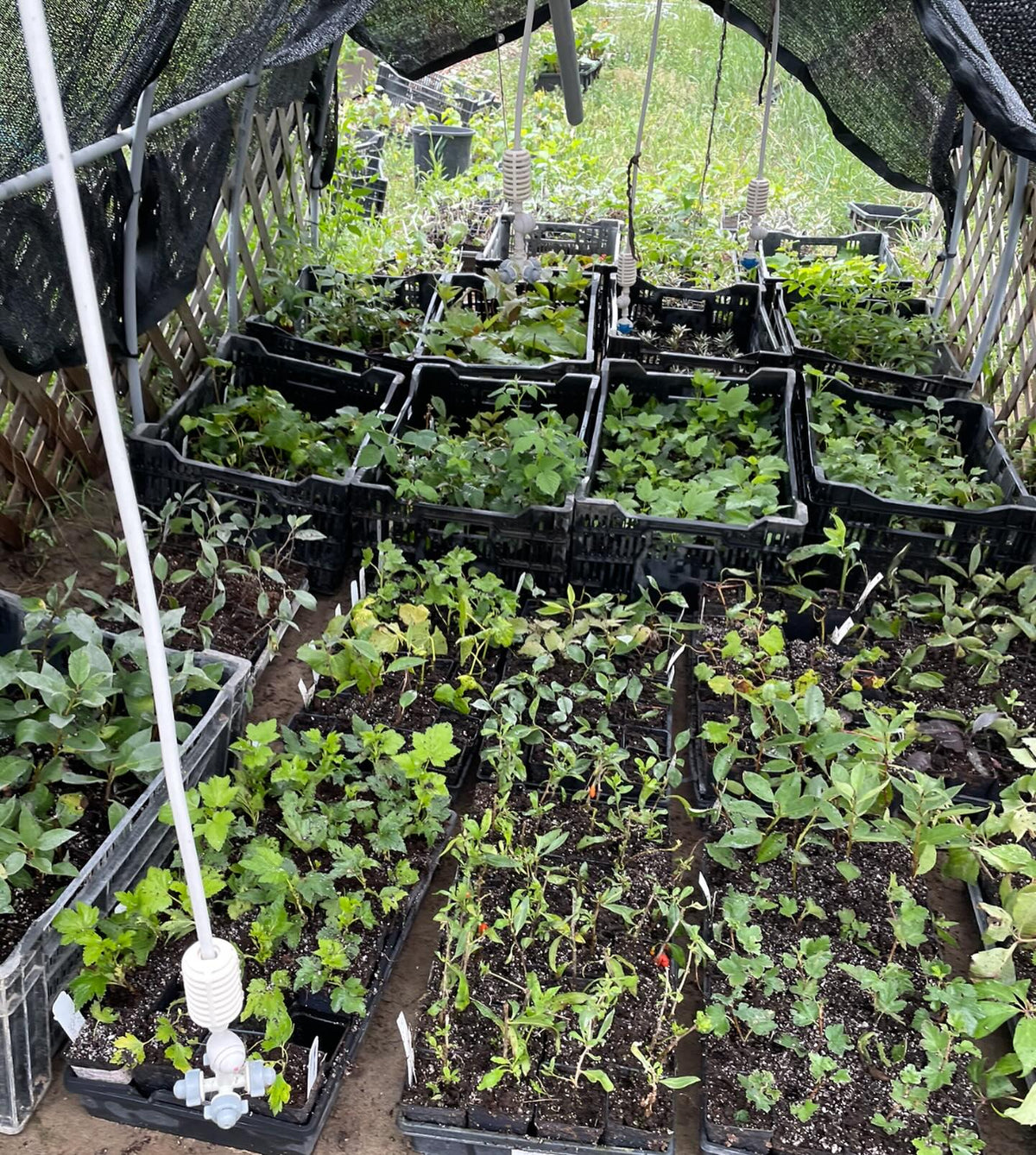 softwood propagation and fall budding around our Manitoba nursery last summer, image 1 of 10