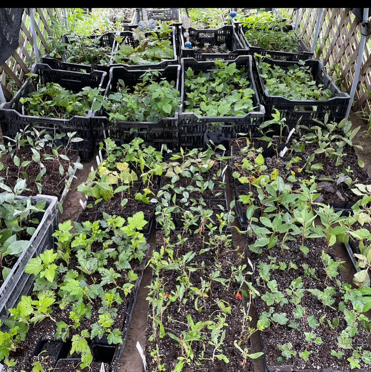 softwood propagation and fall budding around our Manitoba nursery last summer, image 2 of 10