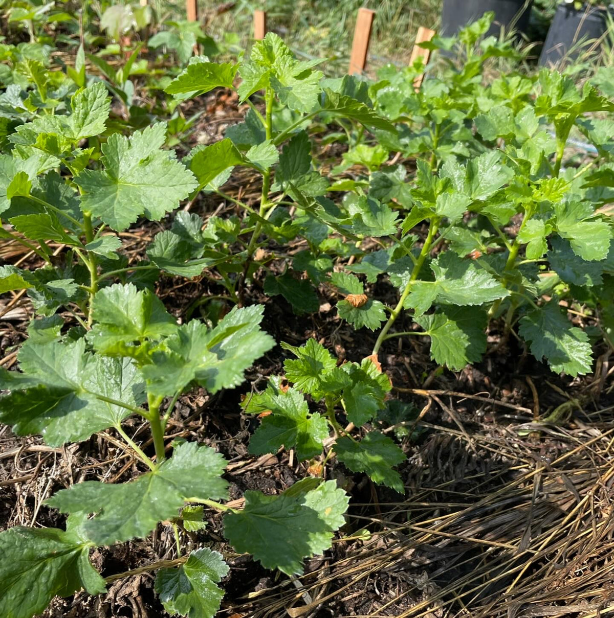 softwood propagation and fall budding around our Manitoba nursery last summer, image 3 of 10