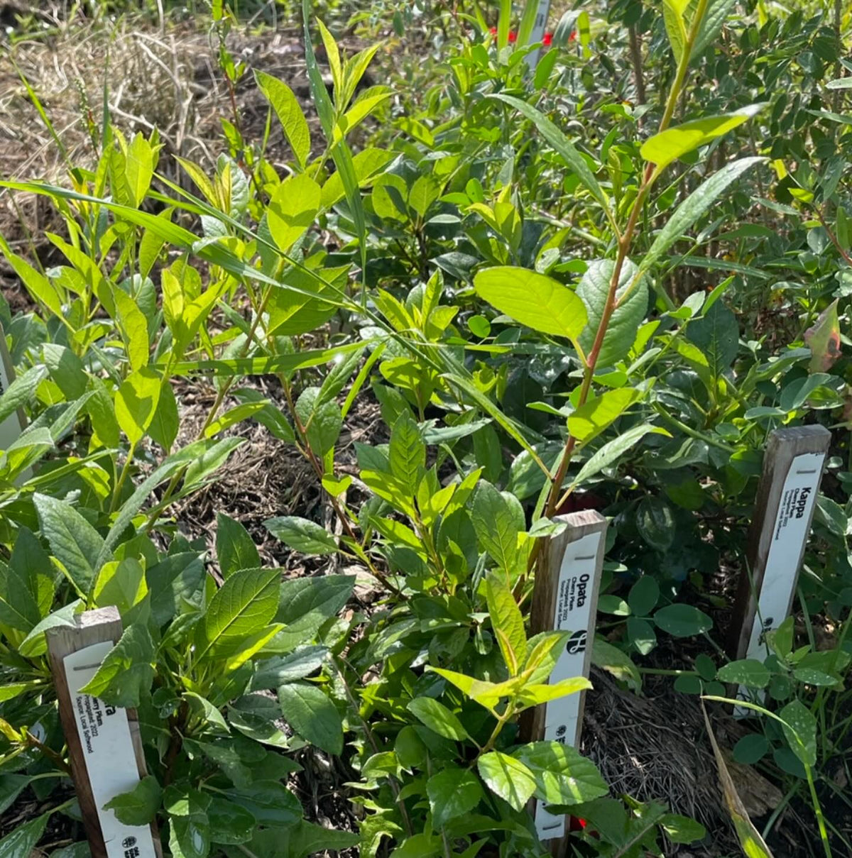 softwood propagation and fall budding around our Manitoba nursery last summer, image 4 of 10
