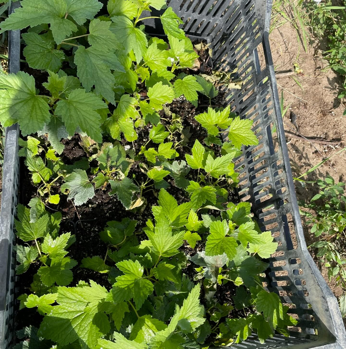softwood propagation and fall budding around our Manitoba nursery last summer, image 5 of 10