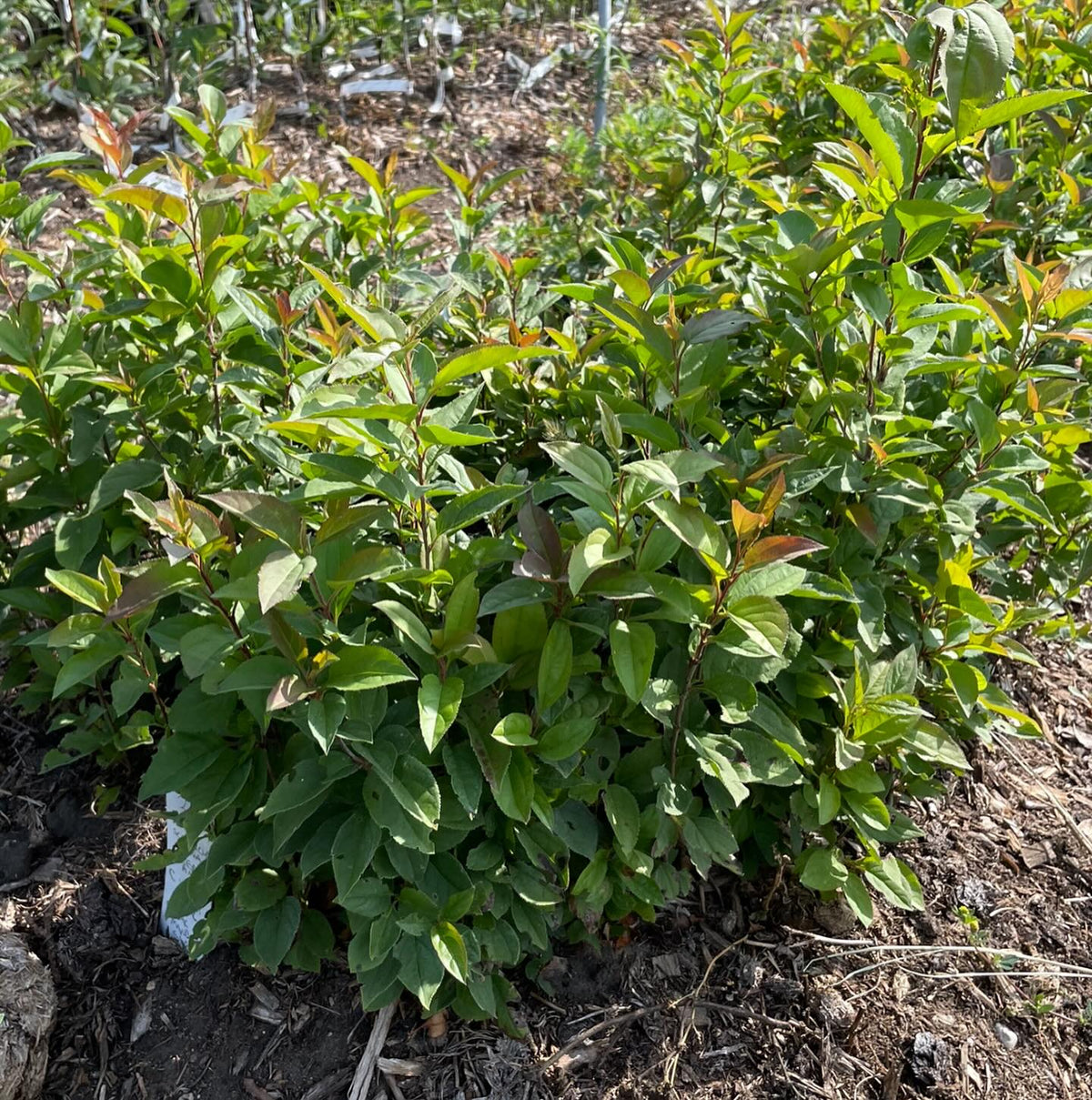 softwood propagation and fall budding around our Manitoba nursery last summer, image 6 of 10