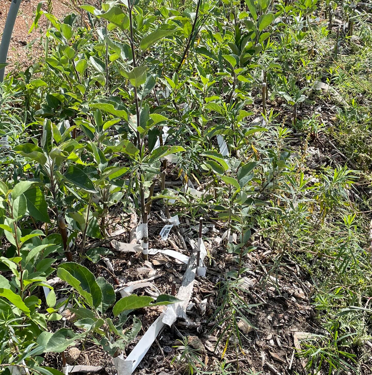softwood propagation and fall budding around our Manitoba nursery last summer, image 7 of 10