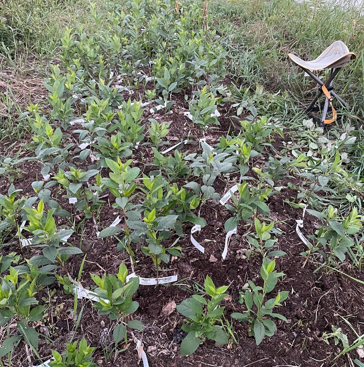 softwood propagation and fall budding around our Manitoba nursery last summer, image 8 of 10
