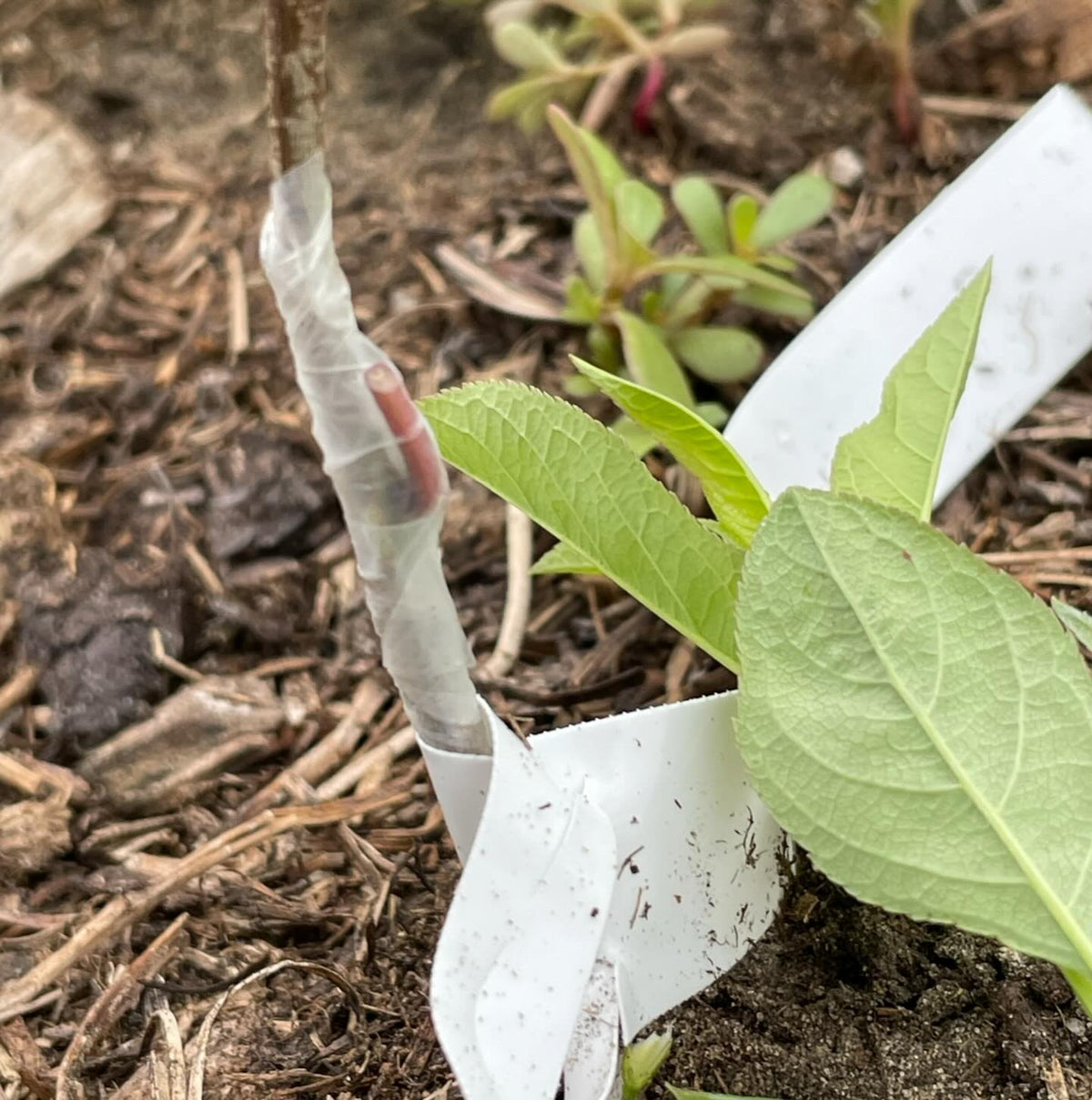 softwood propagation and fall budding around our Manitoba nursery last summer, image 9 of 10