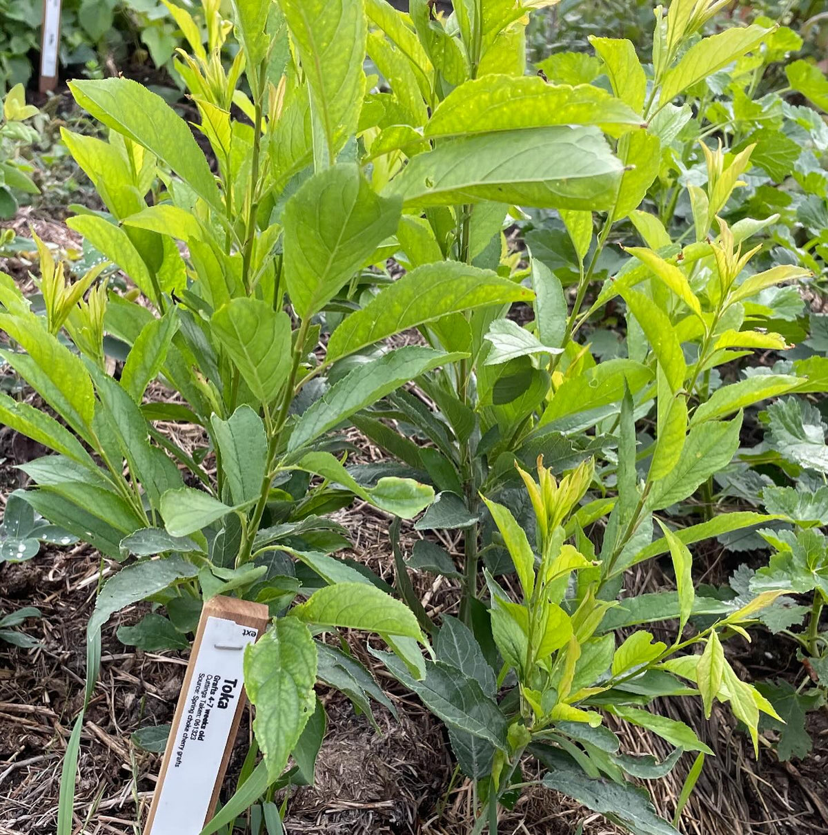 softwood propagation and fall budding around our Manitoba nursery last summer, image 10 of 10