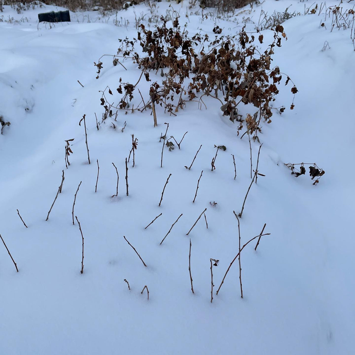 softwood propagation first winter