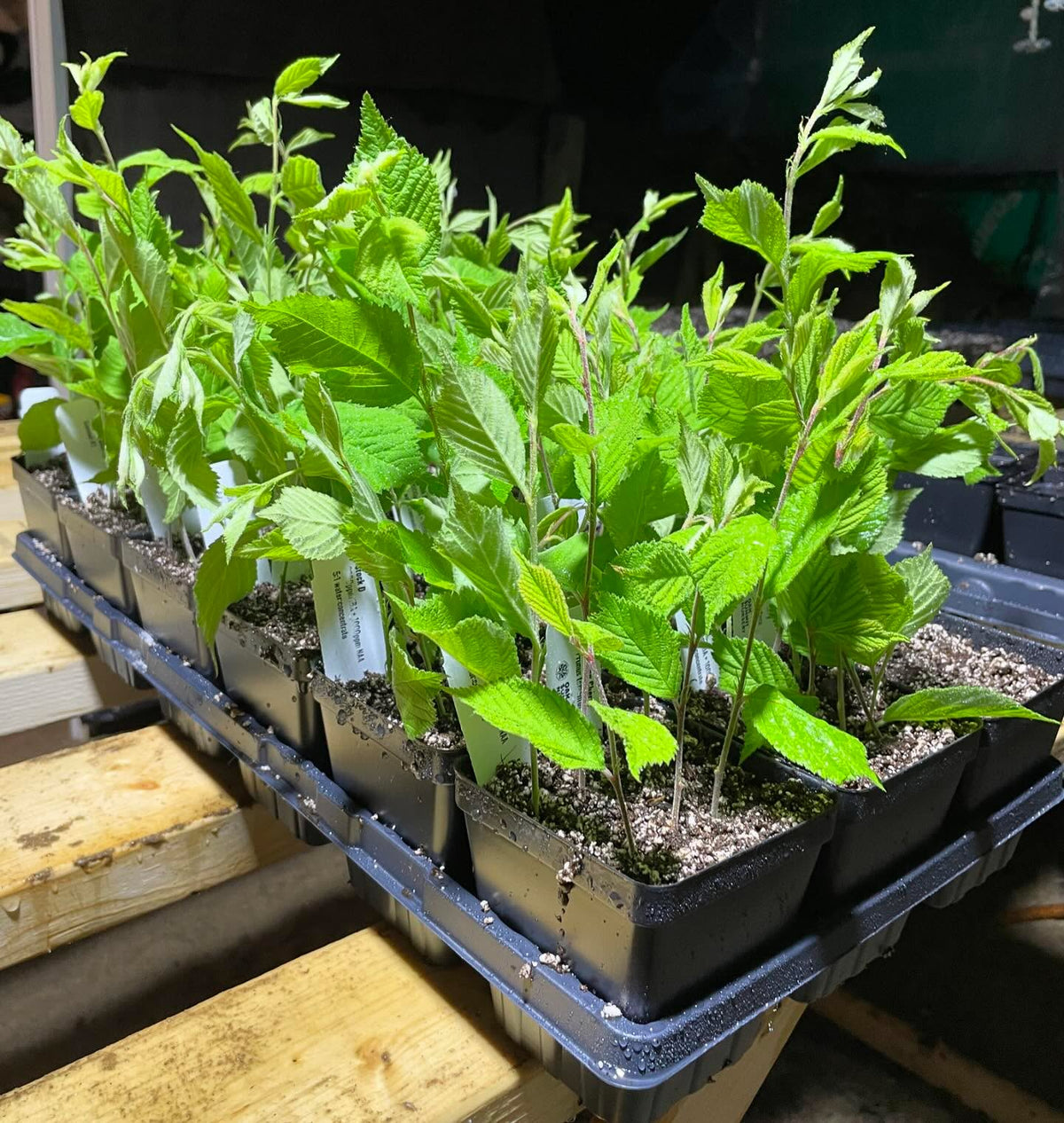 softwood propagation started for 2024, image 1 of 4