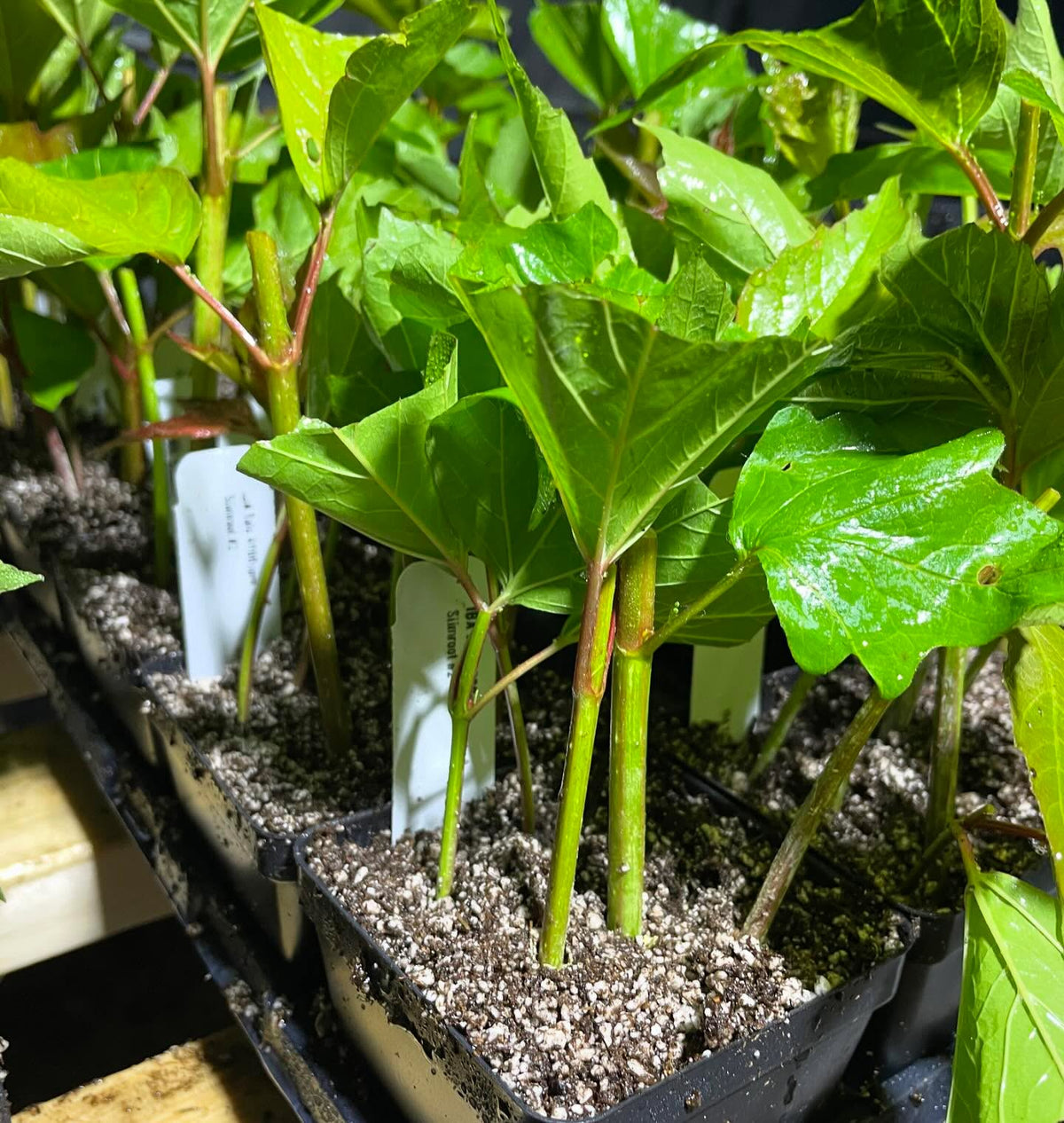 softwood propagation started for 2024, image 2 of 4