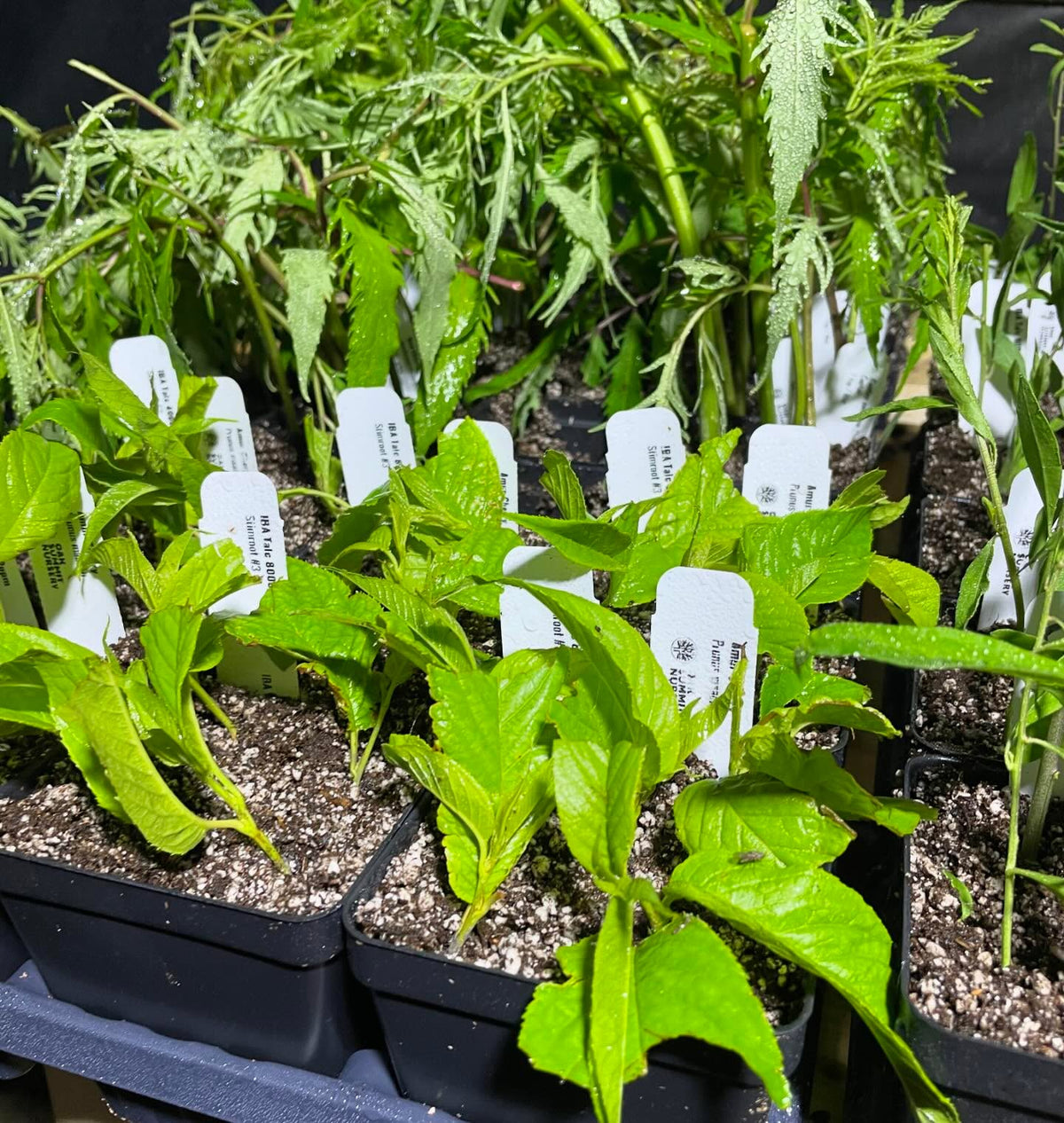 softwood propagation started for 2024, image 3 of 4