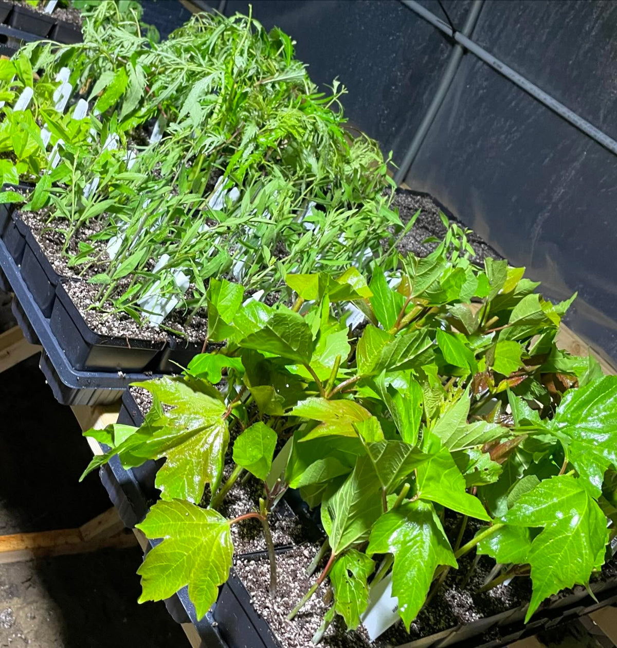 softwood propagation started for 2024, image 4 of 4