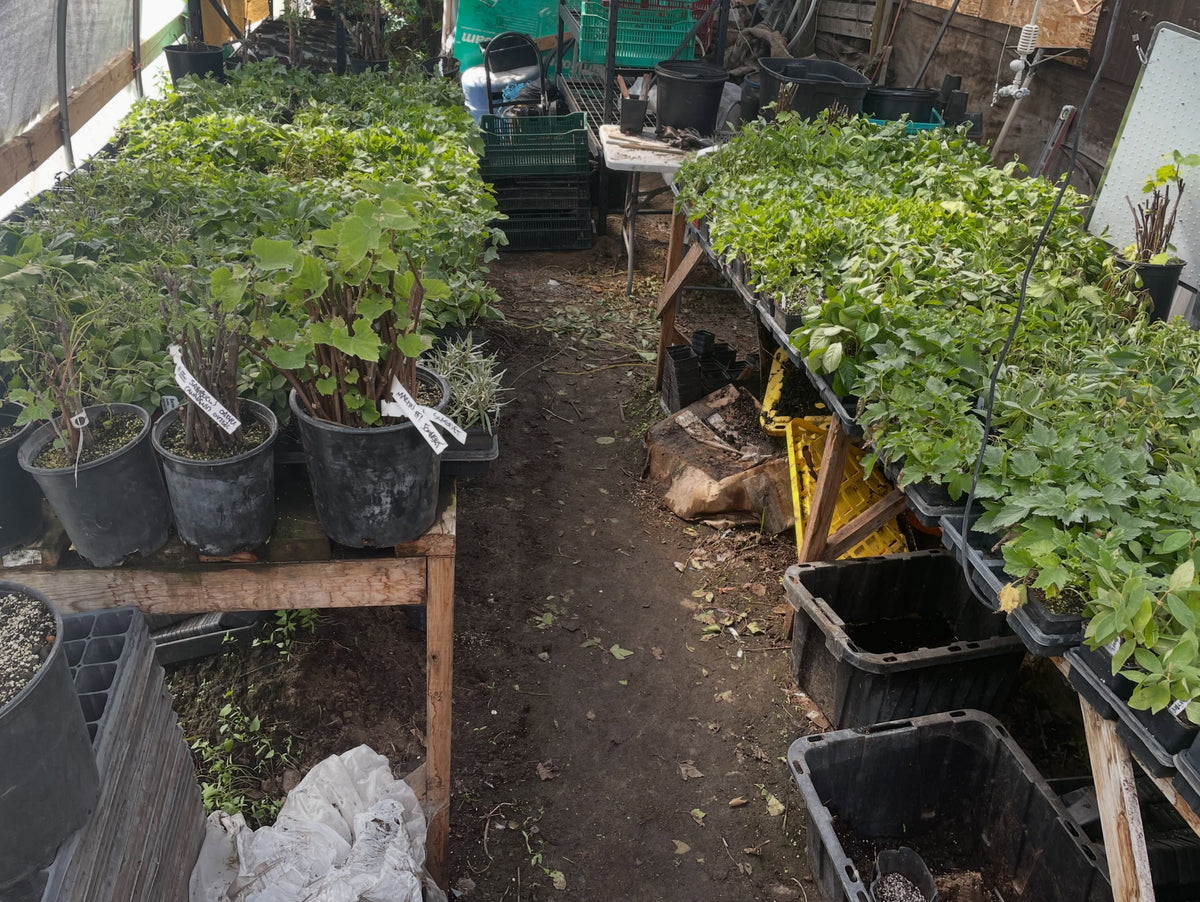 softwood season is what makes me love propagation, image 1 of 3