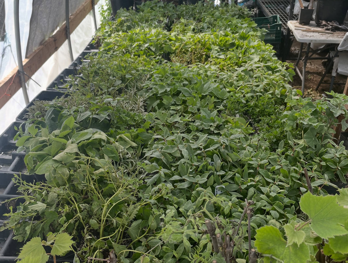 softwood season is what makes me love propagation, image 2 of 3