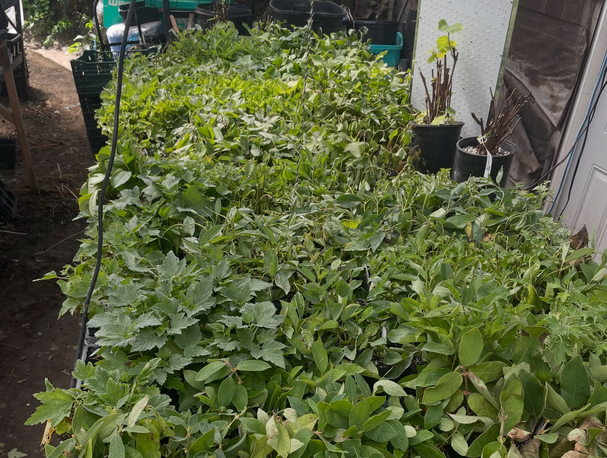 softwood season is what makes me love propagation, image 3 of 3