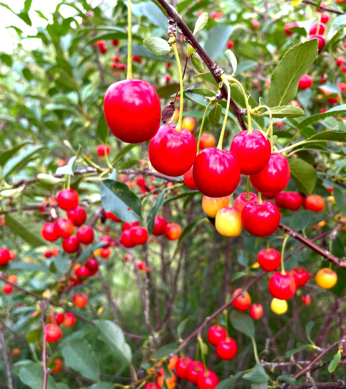some cherries we picked last july, first ones romance series, last ones nanking, and evans, image 1 of 7
