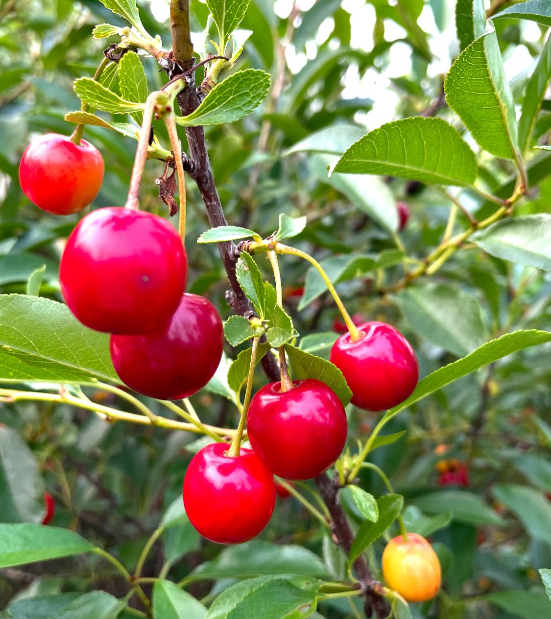 some cherries we picked last july, first ones romance series, last ones nanking, and evans, image 2 of 7