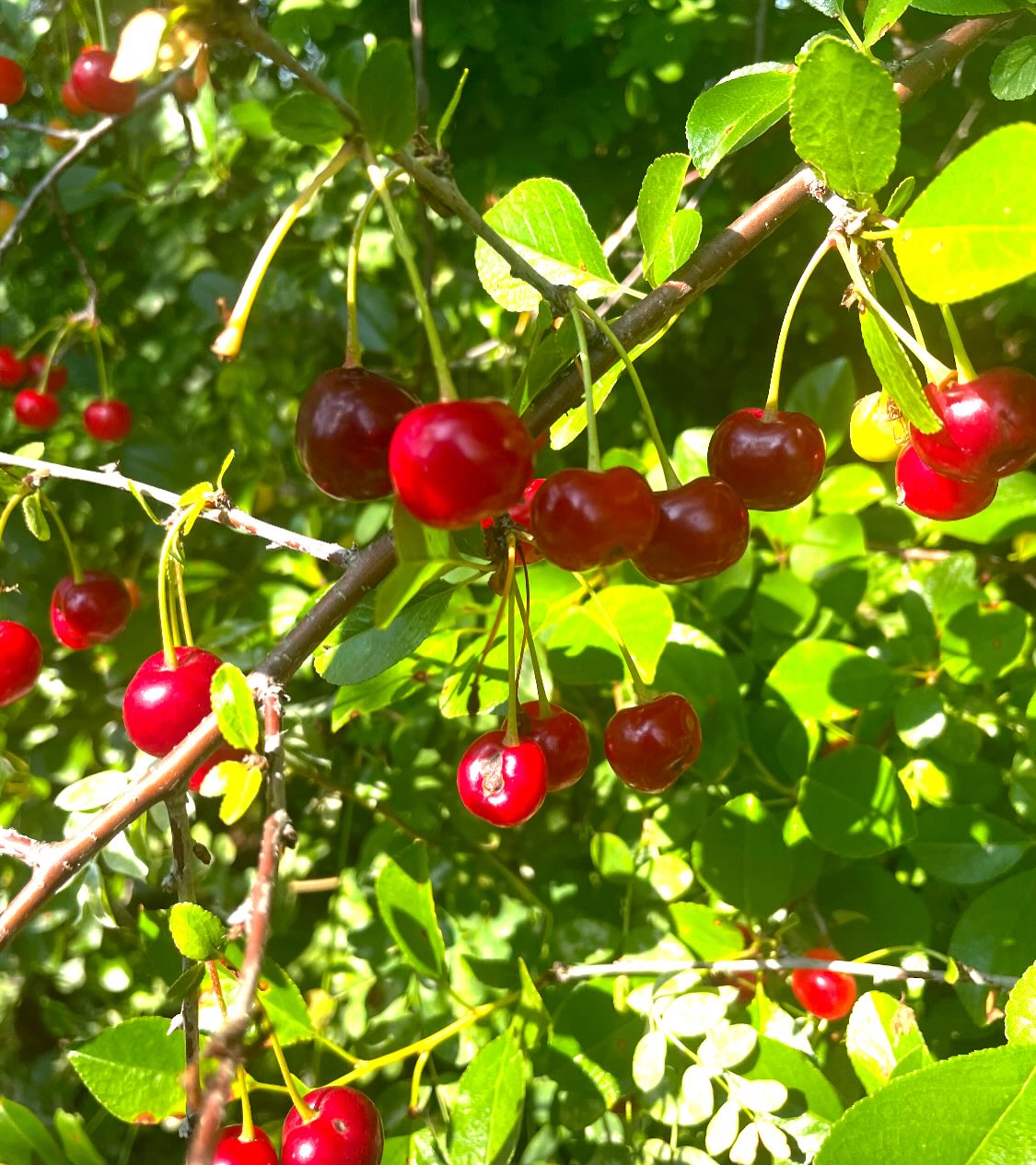 some cherries we picked last july, first ones romance series, last ones nanking, and evans, image 3 of 7