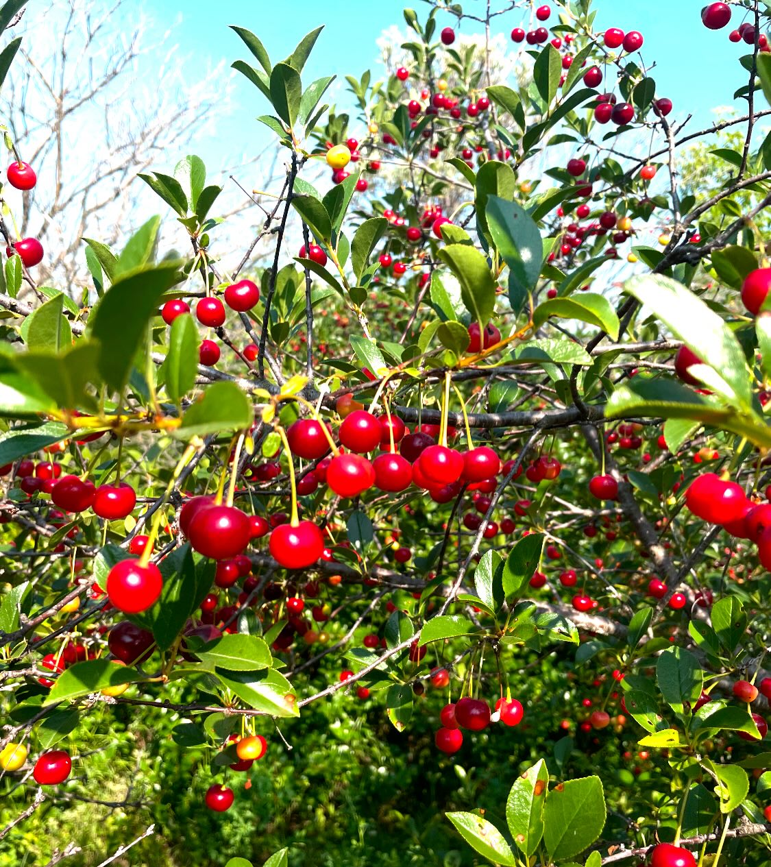 some cherries we picked last july, first ones romance series, last ones nanking, and evans, image 4 of 7
