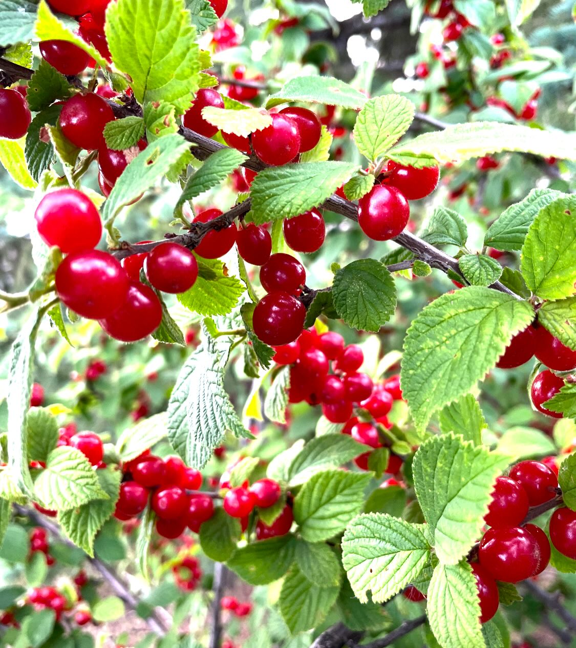 some cherries we picked last july, first ones romance series, last ones nanking, and evans, image 5 of 7