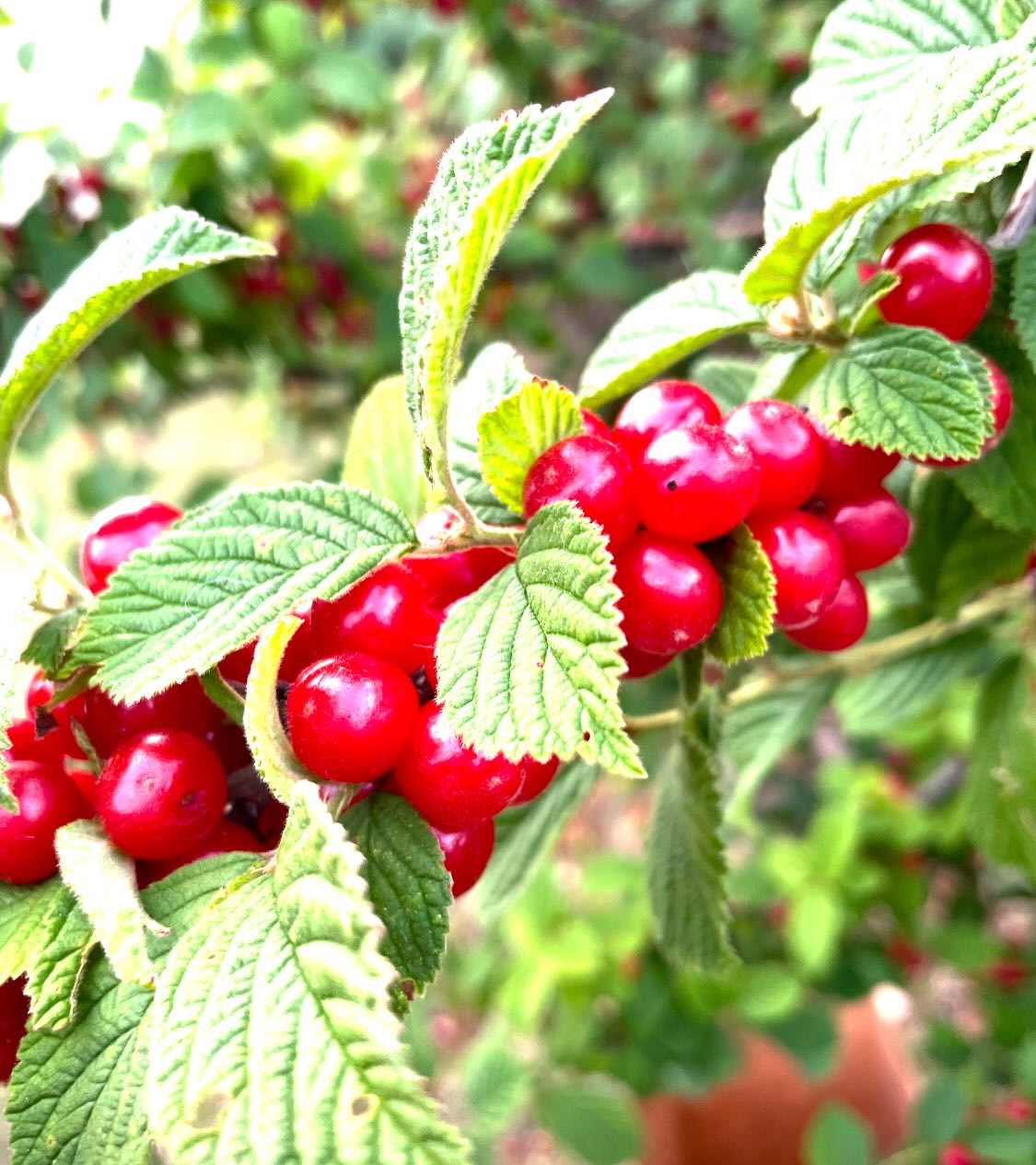some cherries we picked last july, first ones romance series, last ones nanking, and evans, image 6 of 7