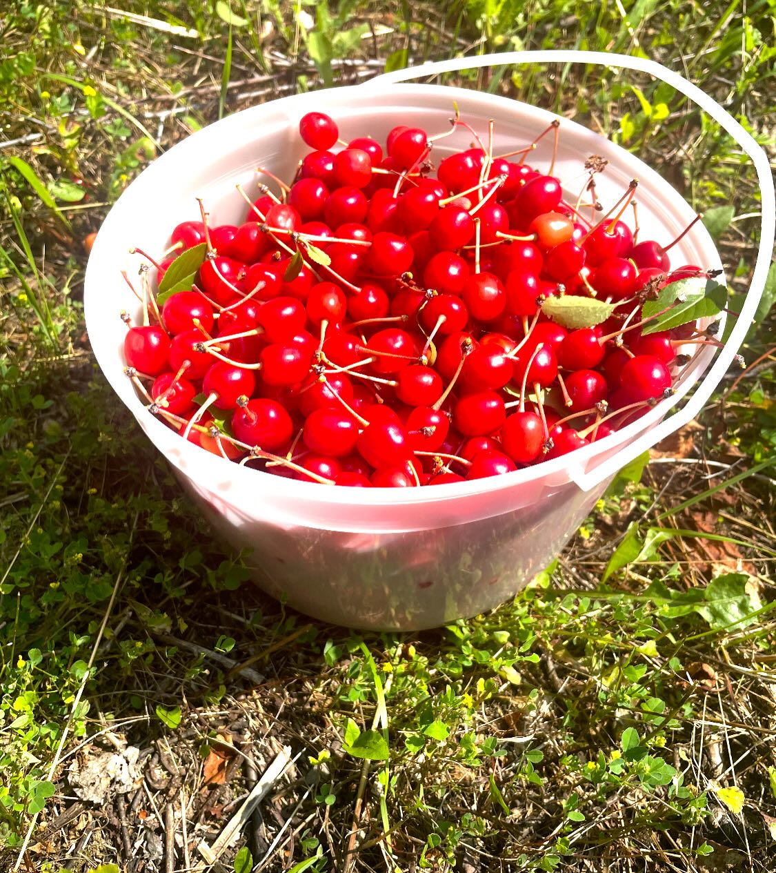 some cherries we picked last july, first ones romance series, last ones nanking, and evans, image 7 of 7