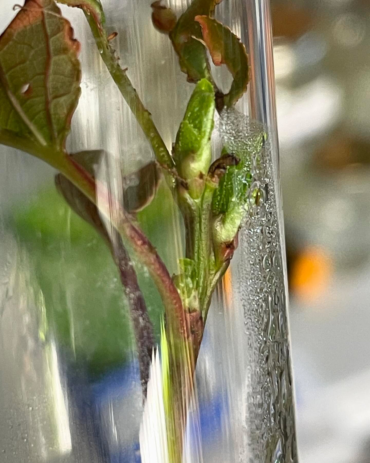 some early success introducing a few Prunus into tissue culture, image 2 of 6