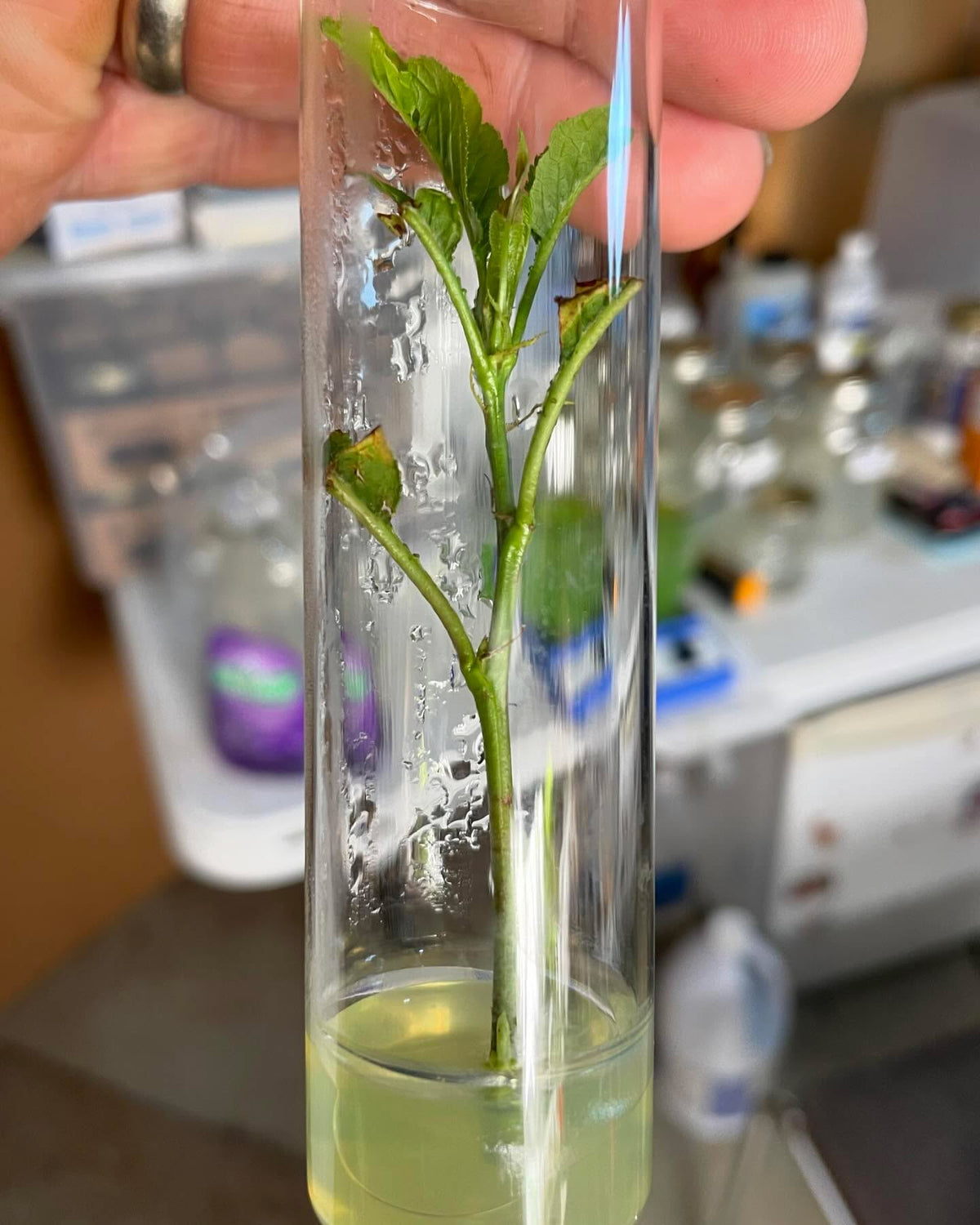 some early success introducing a few Prunus into tissue culture, image 3 of 6