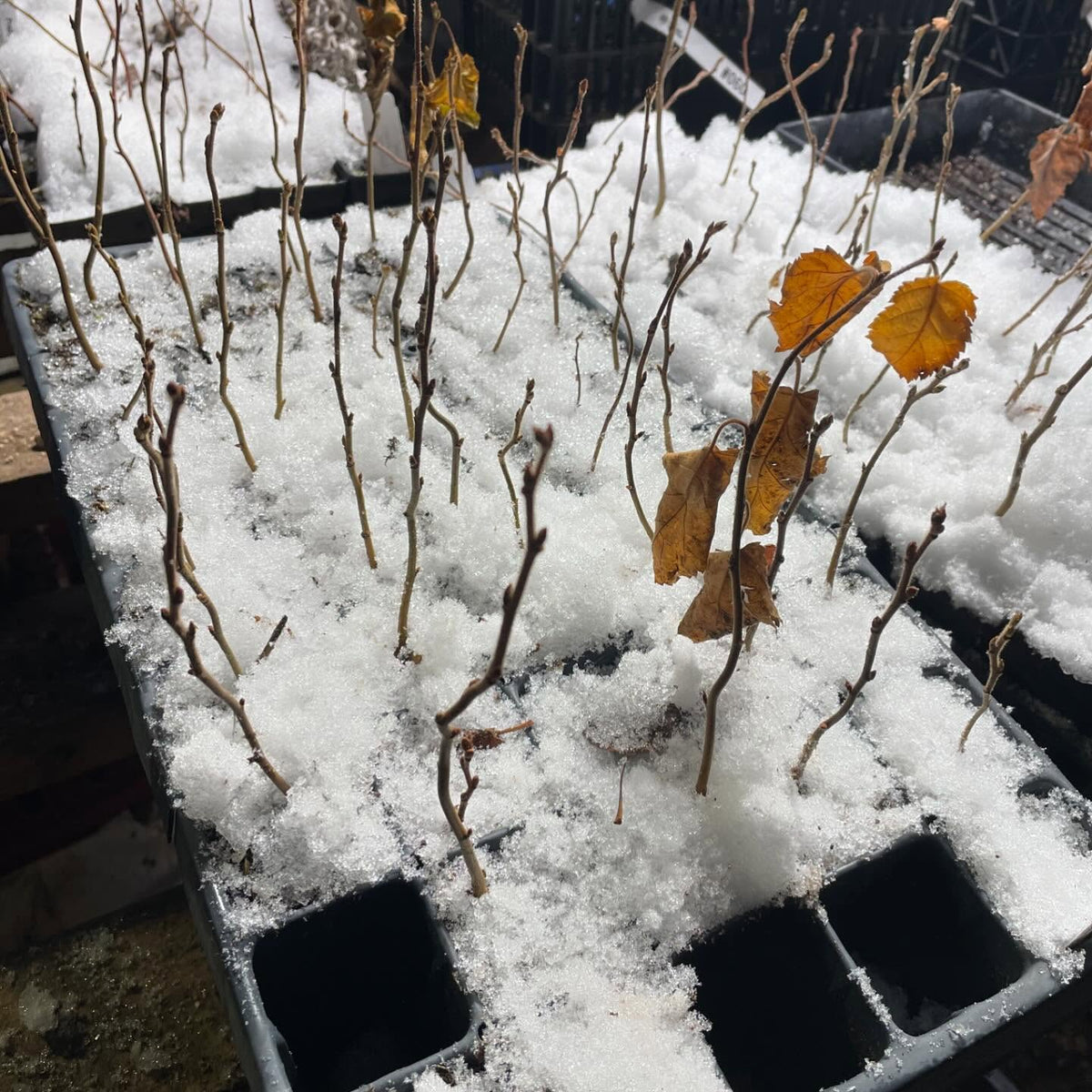 some frosty paper birch plugs getting