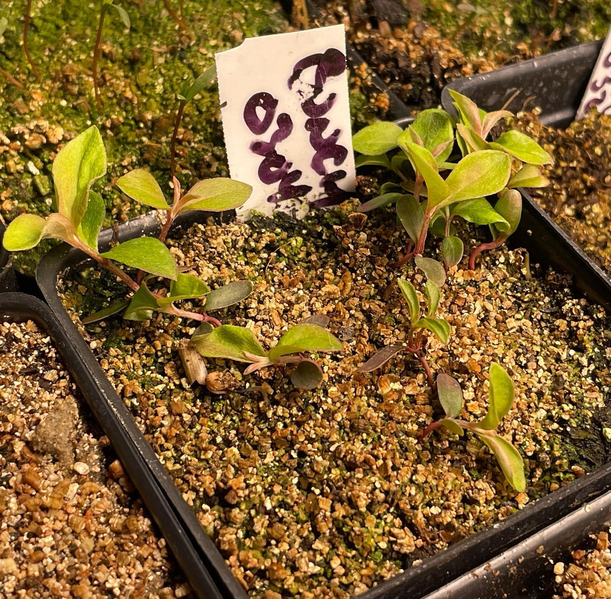 some fun new things recently germinated, bunch berry, strawberry, caster beans, purple ruffles basil, goji berry, image 1 of 5