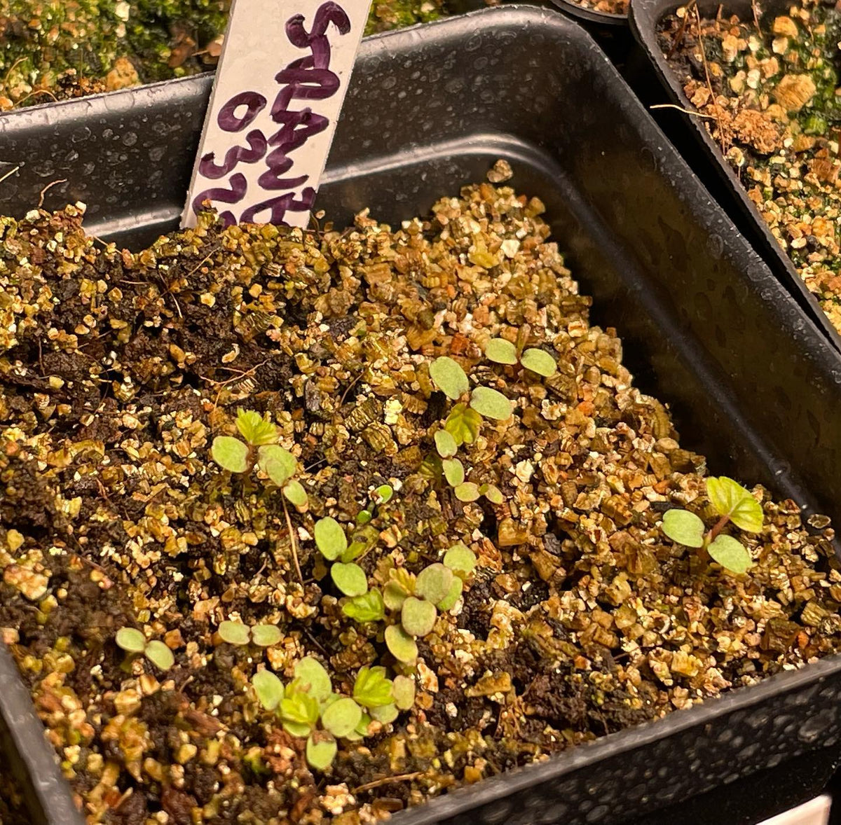 some fun new things recently germinated, bunch berry, strawberry, caster beans, purple ruffles basil, goji berry, image 2 of 5