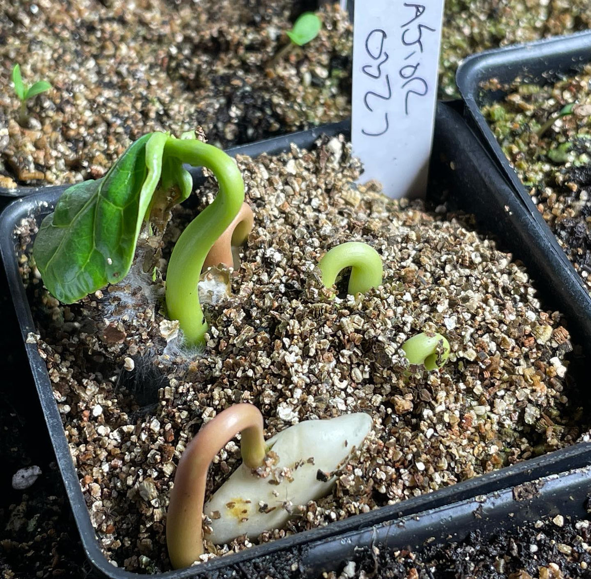 some fun new things recently germinated, bunch berry, strawberry, caster beans, purple ruffles basil, goji berry, image 3 of 5