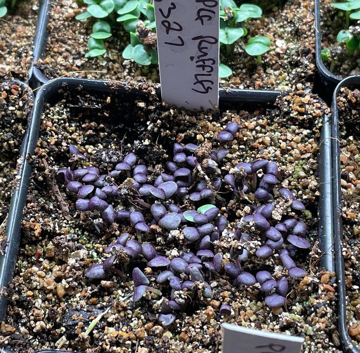 some fun new things recently germinated, bunch berry, strawberry, caster beans, purple ruffles basil, goji berry, image 4 of 5