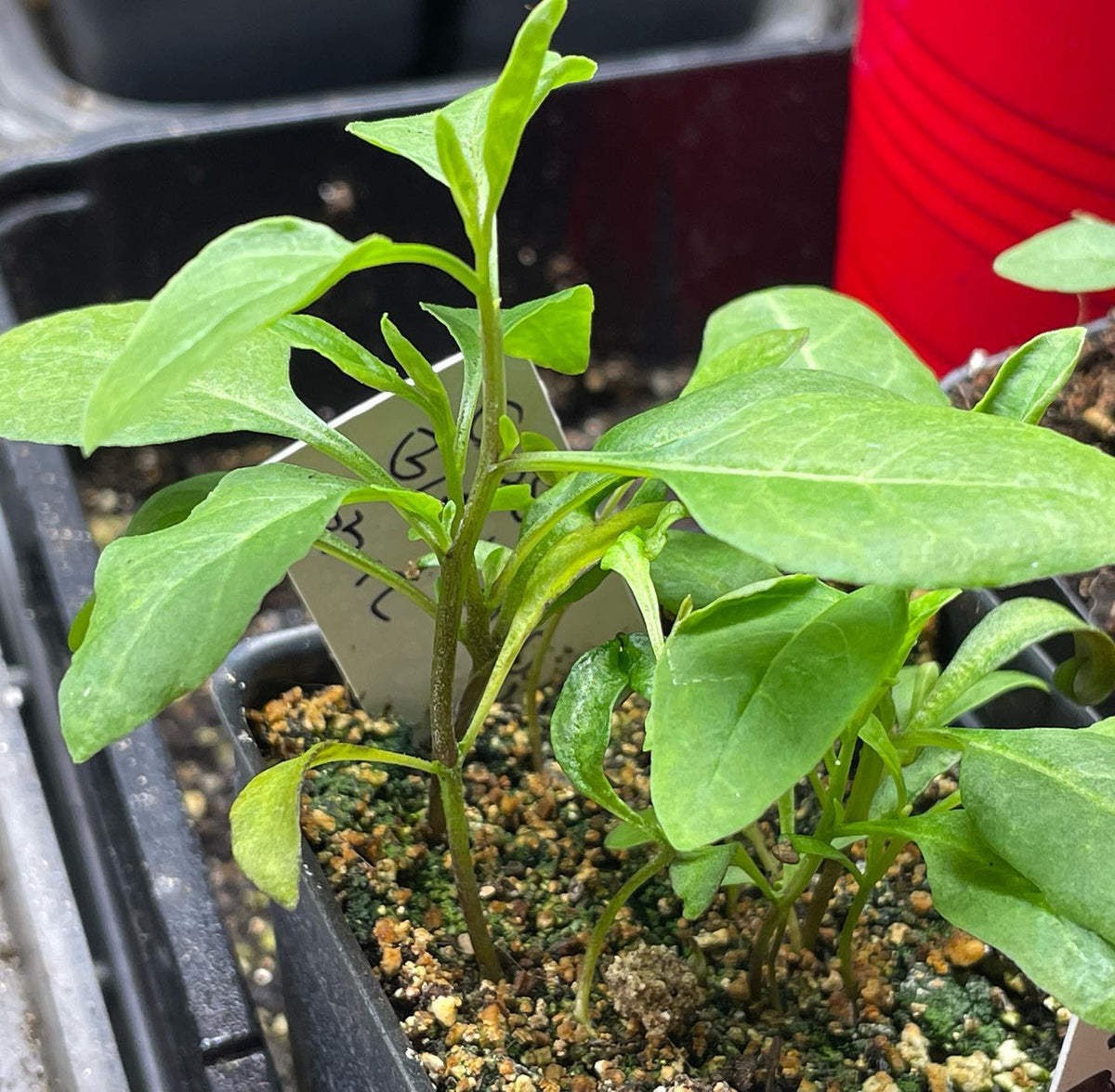 some fun new things recently germinated, bunch berry, strawberry, caster beans, purple ruffles basil, goji berry, image 5 of 5
