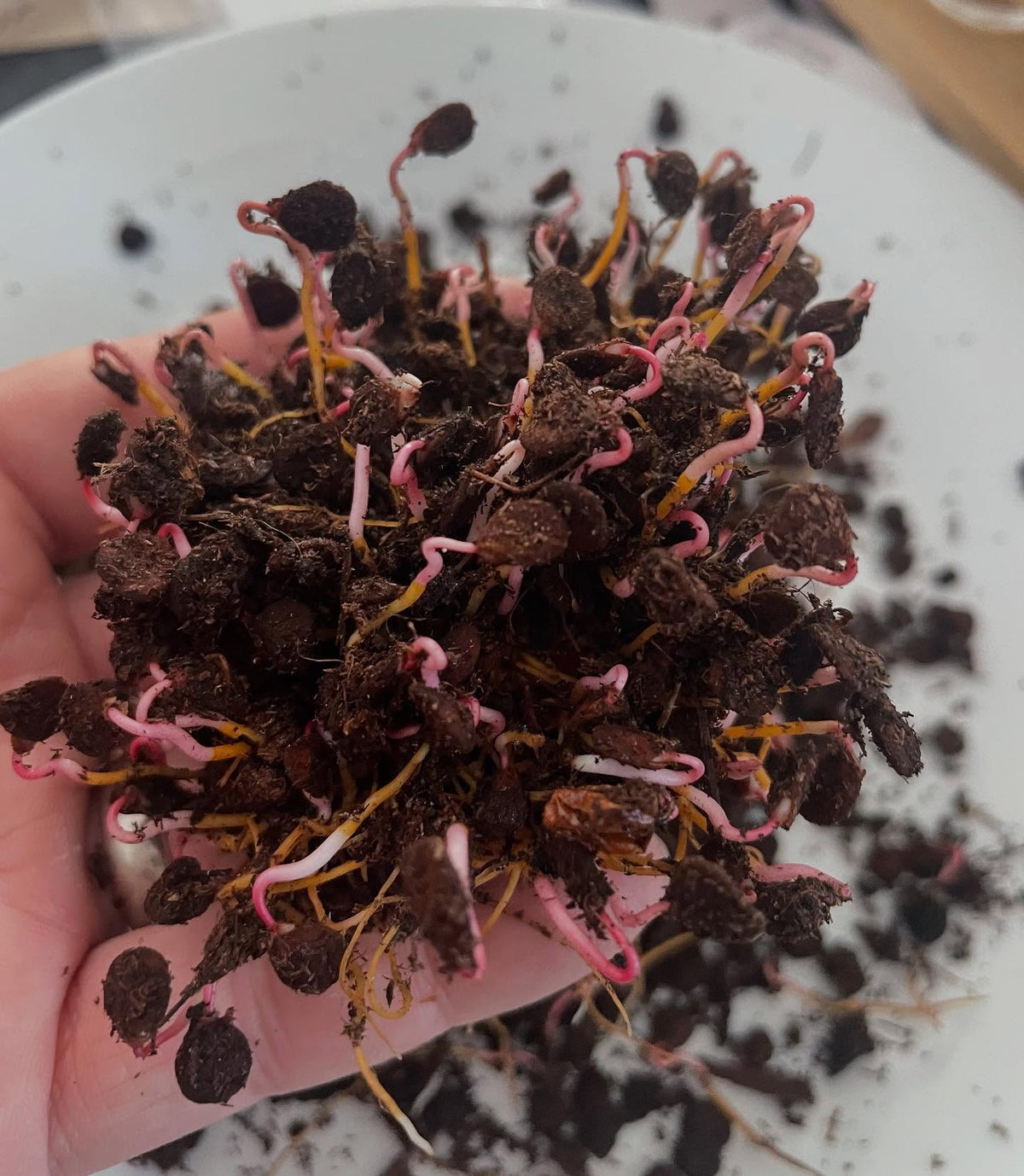 some highbush cranberry germinated early so they got potted up under grow lights, image 1 of 4