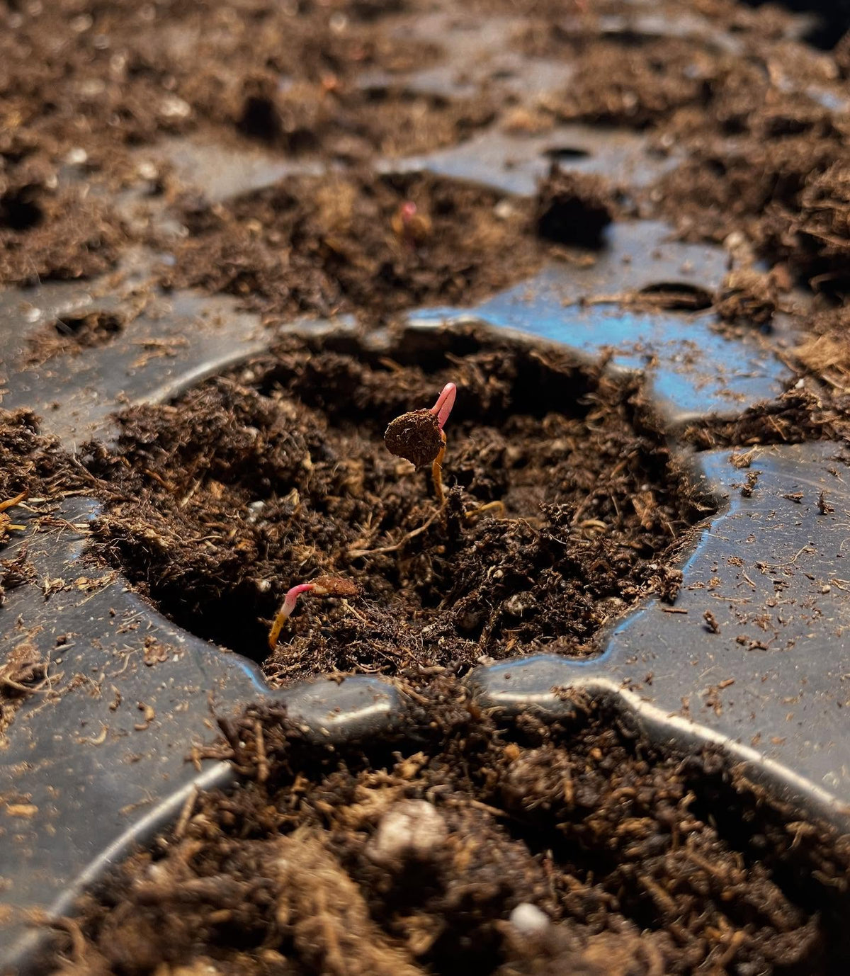 some highbush cranberry germinated early so they got potted up under grow lights, image 3 of 4