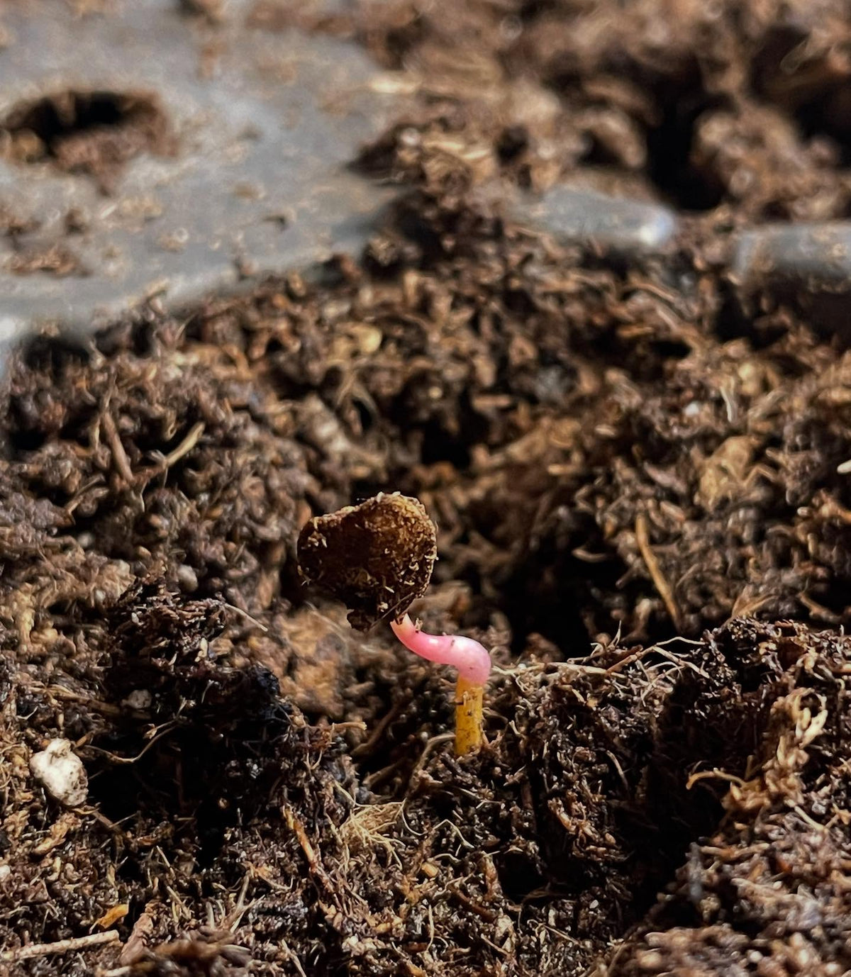 some highbush cranberry germinated early so they got potted up under grow lights, image 4 of 4