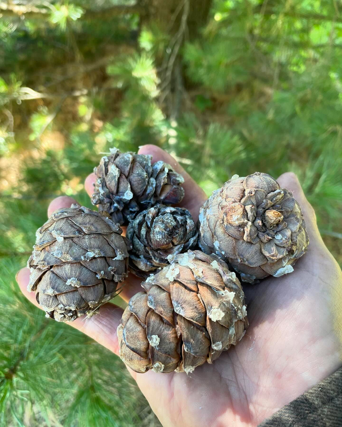 some kind of stone pine, brought from Switzerland, grows well in zone 3 / -40C, image 1 of 6
