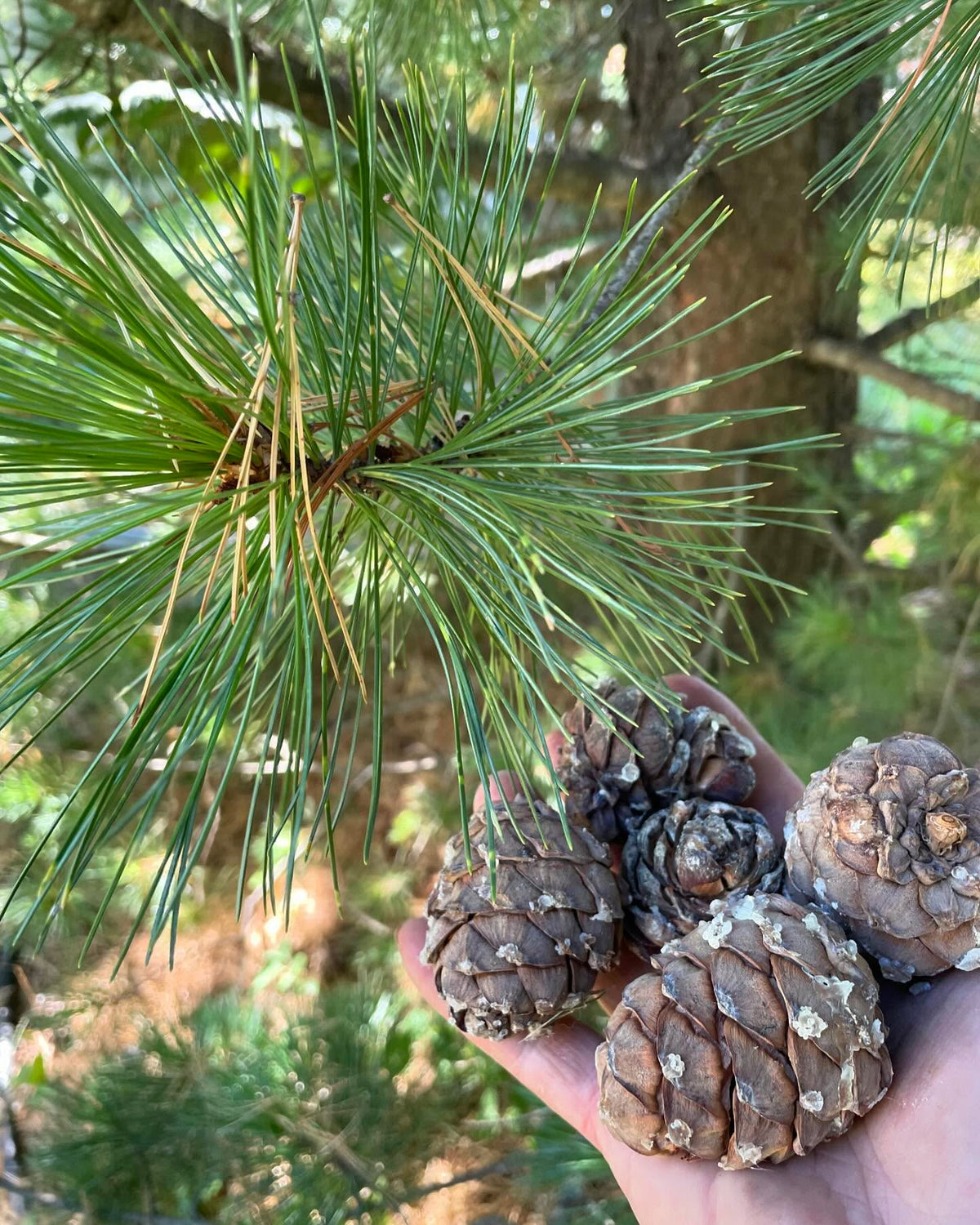 some kind of stone pine, brought from Switzerland, grows well in zone 3 / -40C, image 2 of 6